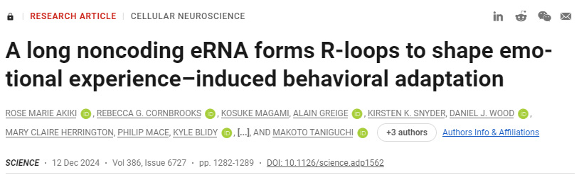 長的非編碼eRNA形成R環(huán)，以塑造情緒體驗(yàn)誘導(dǎo)的行為適應(yīng)