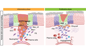 《Cell Stem Cell》單細(xì)胞解析傷口愈合的分子動(dòng)力學(xué)