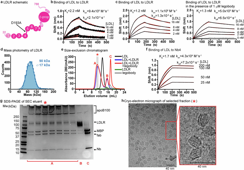 LDL、LDLR和legobody的生化特征