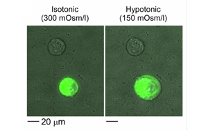 《Nature Biomedical Engineering》疼痛研究新突破：一種更安全、不會(huì)上癮的方法