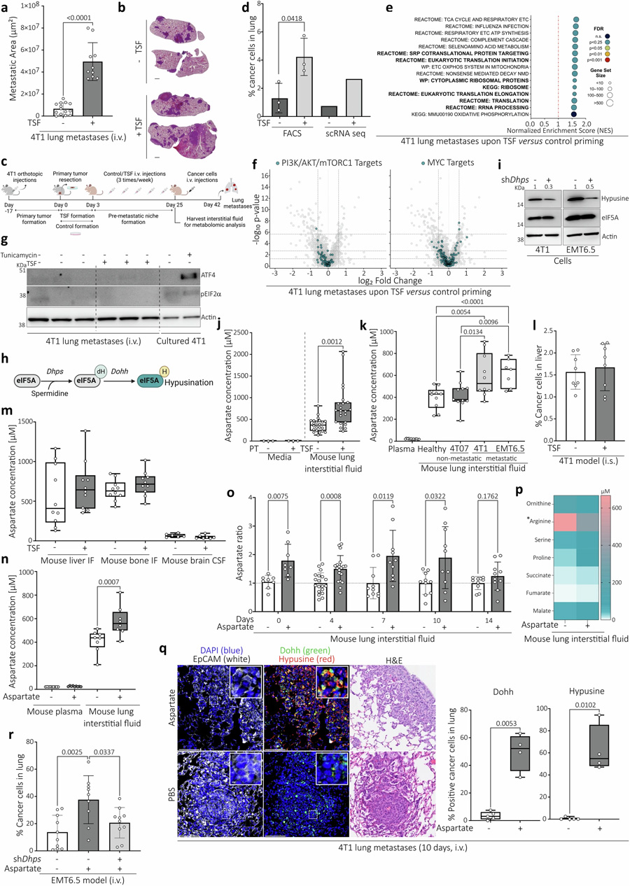 侵襲性肺轉(zhuǎn)移顯示翻譯增加，與經(jīng)典調(diào)節(jié)因子或應(yīng)激刺激無(wú)關(guān)