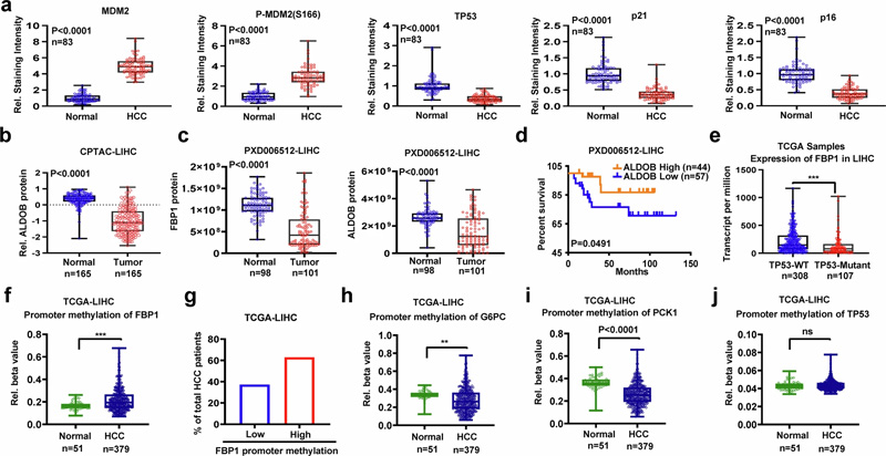 FBP1、ALDOB和TP53在人類HCC中下調(diào)