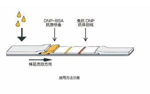 因?yàn)楠?dú)立，所以強(qiáng)大——優(yōu)質(zhì)的獨(dú)立C線質(zhì)控系統(tǒng)DNP抗原抗體