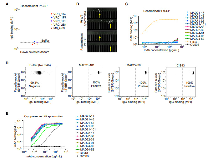 MAD21-101單克隆抗體的結(jié)合和功能分析 MAD21-101單克隆抗體的結(jié)合和功能分析
