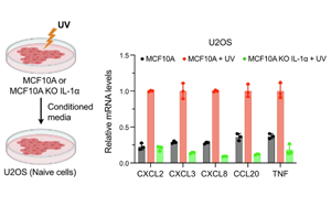 一種以前未知的機制：當細胞的DNA受損時，這種機制會引發(fā)細胞的炎癥免疫反應(yīng)