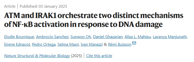 ATM和IRAK1協調兩種不同的NF-κB激活機制以應對DNA損傷