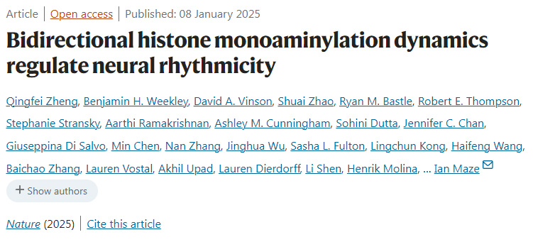 雙向組蛋白單胺化動力學調節(jié)神經節(jié)律