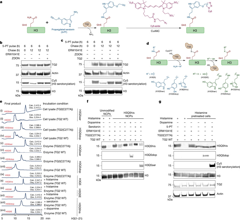 TG2是H3單胺基化的寫入、擦除和交換工具