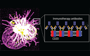 Science先進技術(shù)揭示治療性單克隆抗體與CD20分子相互作用機制