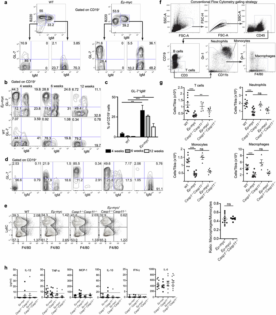 GL-7和IgM表達的分析有助于描述循環(huán)中癌前和惡性Eμ-myc B細胞的特征 GL-7和IgM表達的分析有助于描述循環(huán)中癌前和惡性Eμ-myc B細胞的特征