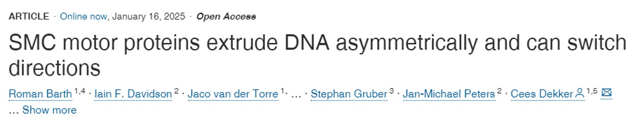 SMC運(yùn)動蛋白不對稱地?cái)D壓DNA并可以改變方向
