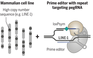 Science：科學(xué)家完成了有史以來最復(fù)雜的人類細胞系工程！