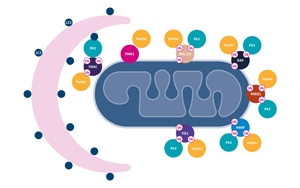 Science重要發(fā)現(xiàn)：逆轉(zhuǎn)線粒體損傷也許能讓糖尿病患者恢復(fù)控糖能力！