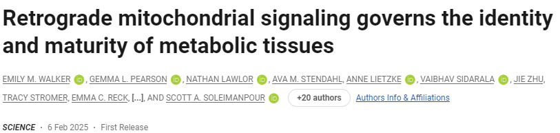 逆轉(zhuǎn)線粒體信號控制代謝組織的身份和成熟度
