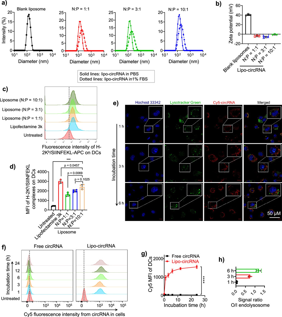 脂質(zhì)體促進(jìn)DCs中環(huán)狀RNA的遞送和抗原呈遞。