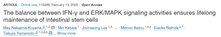 IFN-γ和ERK/MAPK信號傳導(dǎo)活性之間的平衡確保了腸道干細(xì)胞的終身維持