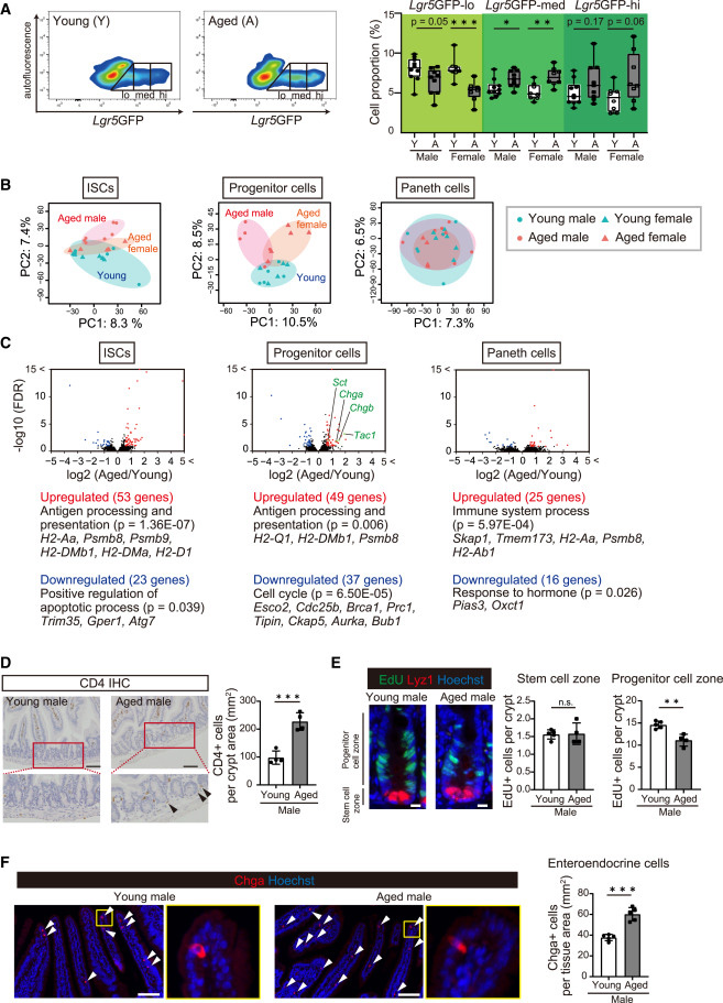 衰老對ISC自我更新和分化的影響