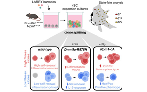 Cell子刊：相同的突變?yōu)楹萎a生不同類型的白血病