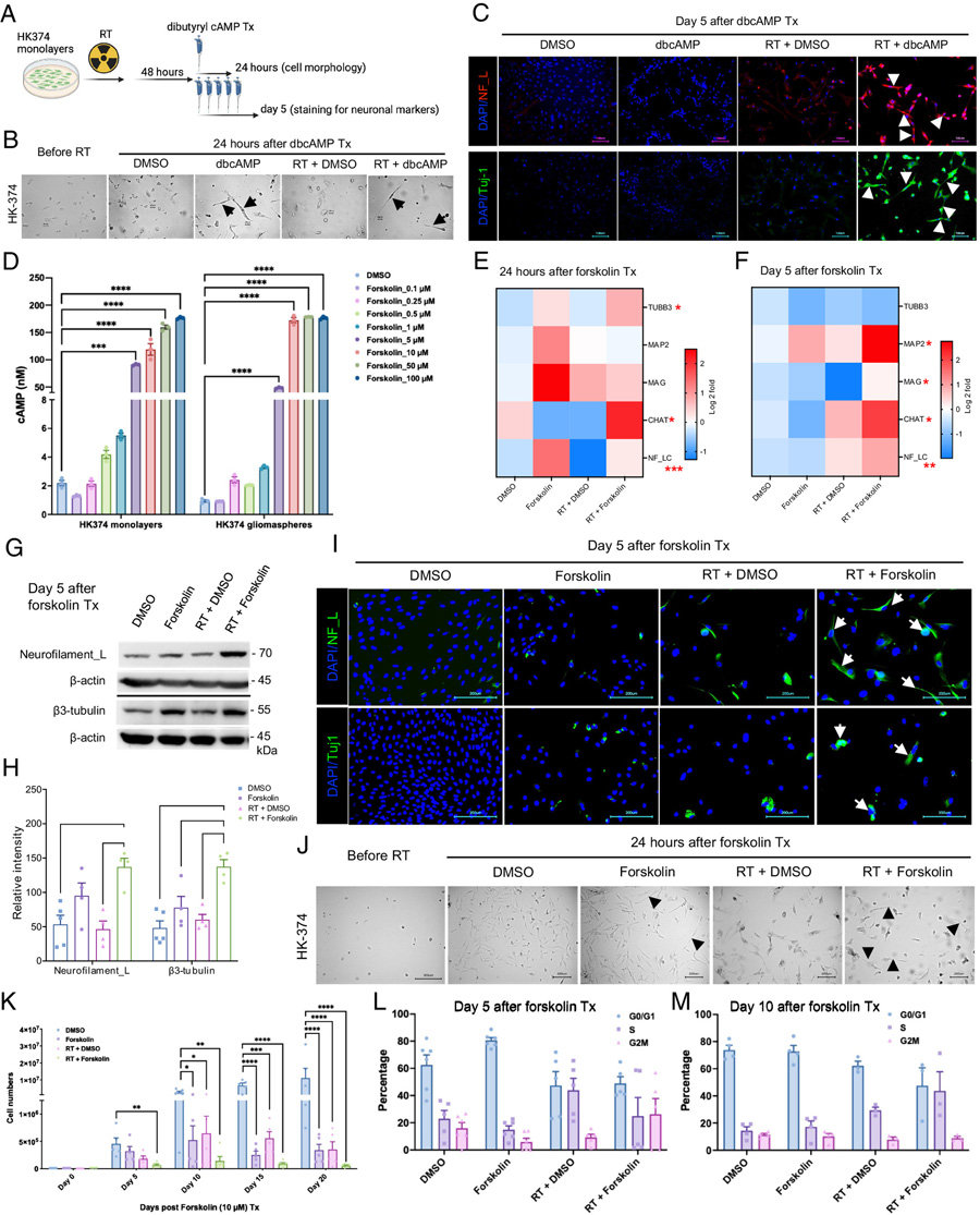 dbcAMP或福斯可林誘導神經(jīng)元標記物 dbcAMP或福斯可林誘導神經(jīng)元標記物