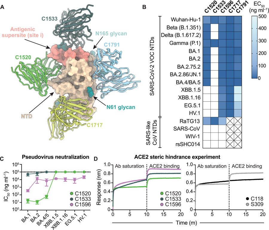 C1596 是一種 NTD 特異性單克隆抗體，對 SARS-CoV-2 Omicron 變異株表現(xiàn)出廣泛的結(jié)合和中和潛力