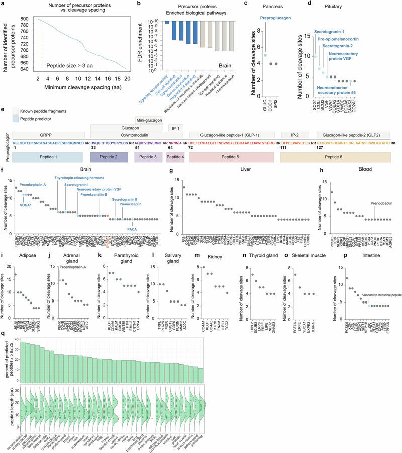 肽預測器映射了一大組經(jīng)過蛋白水解處理的人類肽