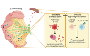 Science子刊：腸道菌群、免疫球蛋白A與疫苗效力的關(guān)系