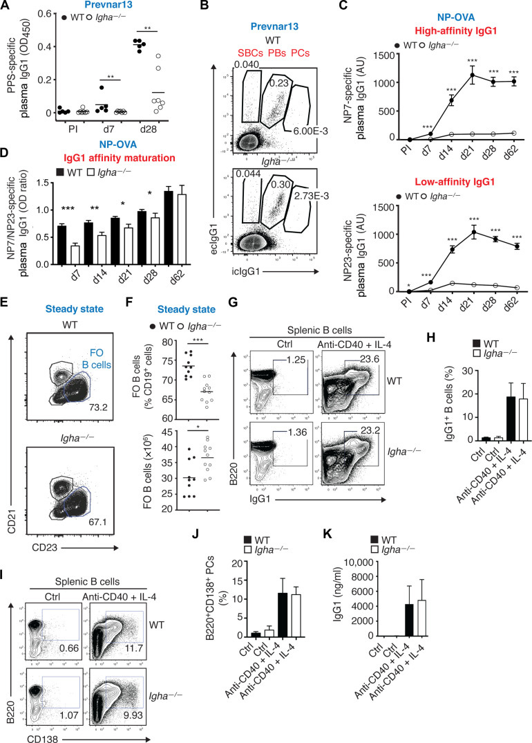 IgA增強全身性IgG對T細胞依賴性抗原（如蛋白結(jié)合肺炎球菌疫苗）的應(yīng)答
