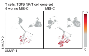 Nature新研究確定了兒童COVID感染后炎癥性休克的原因