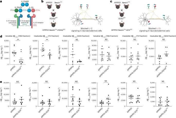 敲除IL-12特異性受體亞基IL12Rβ2可減少淀粉樣蛋白沉積負荷