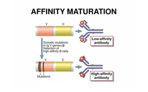 《Nature》讓B細(xì)胞“儲(chǔ)存”成功突變，打造HIV等高效抗體疫苗