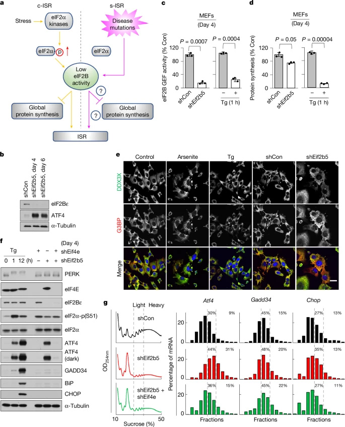 eIF2B活性降低誘導(dǎo)s-ISR eIF2B活性降低誘導(dǎo)s-ISR