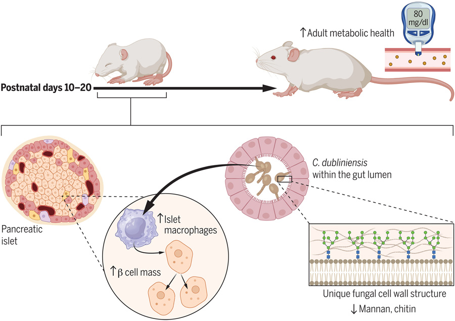 都柏林念珠菌定植促進(jìn)出生后胰腺發(fā)育 都柏林念珠菌定植促進(jìn)出生后胰腺發(fā)育