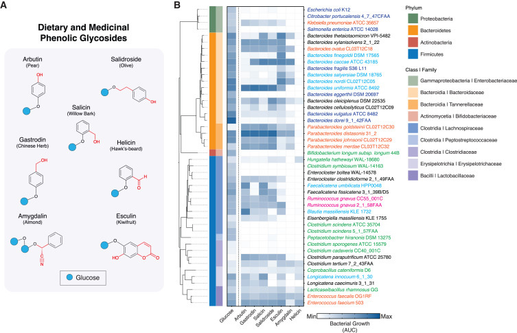 人體腸道微生物對(duì)膳食酚苷的利用情況 人體腸道微生物對(duì)膳食酚苷的利用情況