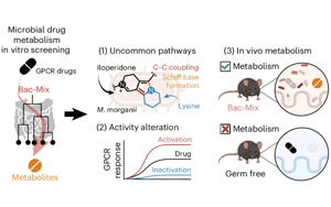 Nature子刊：一些腸道細(xì)菌可能會降低某些藥物的效果！
