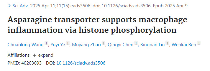 天冬酰胺轉(zhuǎn)運(yùn)蛋白通過組蛋白磷酸化支持巨噬細(xì)胞炎癥