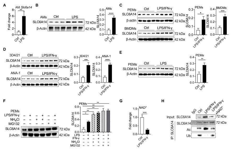 NAD+介導(dǎo)的乙?；龠M(jìn)SLC6A14的表達(dá)