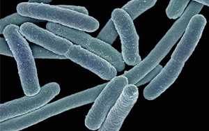 大腸桿菌細(xì)胞外呼吸：厭氧能量代謝的新發(fā)現(xiàn)及潛在意義