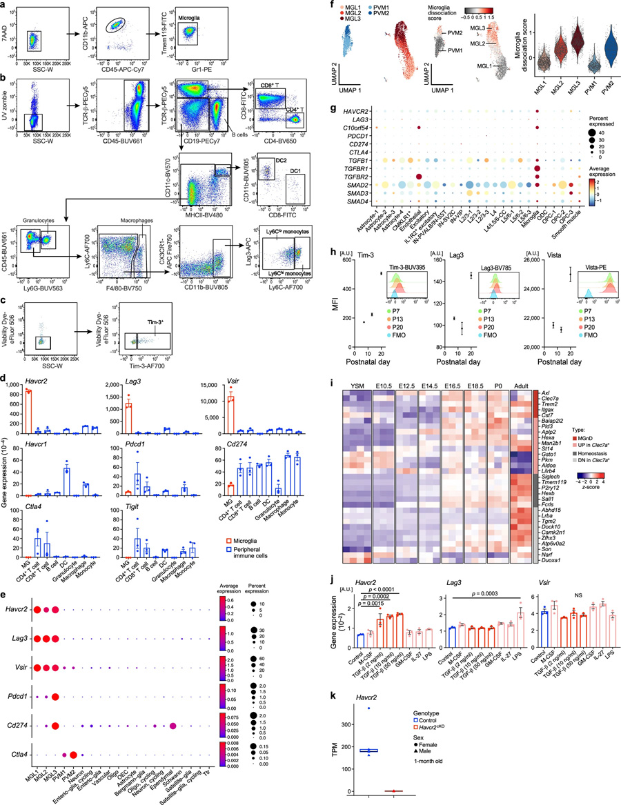 Havcr2在小膠質(zhì)細(xì)胞中高度表達(dá)，并由TGFβ誘導(dǎo)