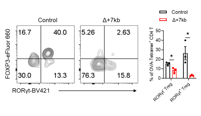 OVA處理的對照組和Δ+7kb小鼠的SILP中內(nèi)源性O(shè)VA特異性pTreg OVA處理的對照組和Δ+7kb小鼠的SILP中內(nèi)源性O(shè)VA特異性pTreg