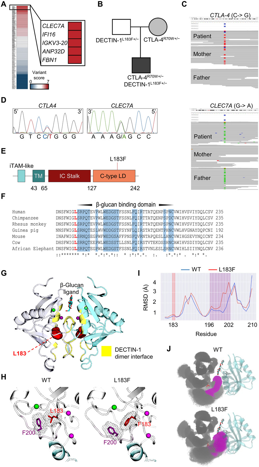 CTLA4和CLEC7A/DECTIN-1變體的鑒定 CTLA4和CLEC7A/DECTIN-1變體的鑒定