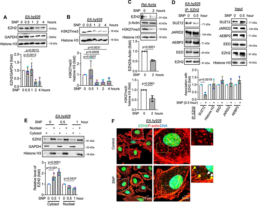 一氧化氮通過誘導(dǎo)SUZ12解離，引發(fā)EZH2蛋白的胞質(zhì)定位與降解，并伴隨H3K27me3水平的早期下降