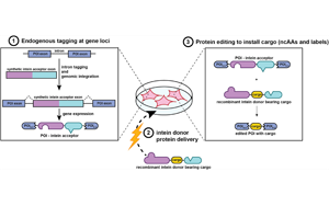 活細胞內(nèi)蛋白質(zhì)編輯：內(nèi)源性蛋白非經(jīng)典殘基整合新途徑