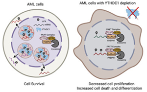 《Cell》mRNA化學(xué)修飾在細胞應(yīng)激反應(yīng)中起重要作用？