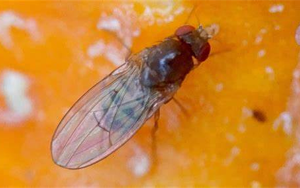 打破經(jīng)典教科書：首次發(fā)現(xiàn)對兩性都 “作弊” 的染色體！