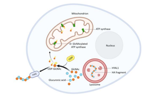 飯后血糖如何控？透明質(zhì)酸酶 -1的意外角色與糖尿病新希望