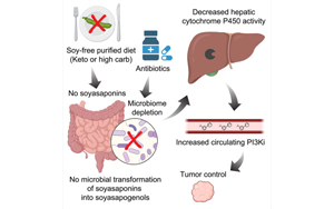 Cell：生酮飲食會影響抗癌藥物活性？最新研究指出腸道微生物組-膳食的相關(guān)癌癥影響