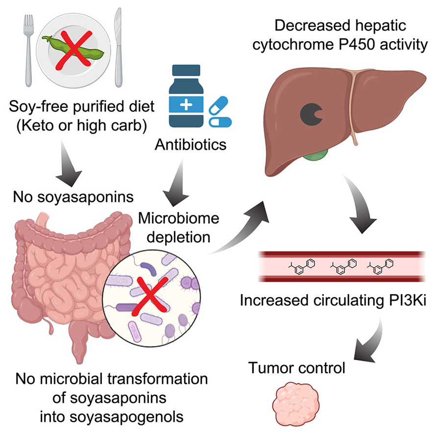  高碳水化合物、低植物化學(xué)物質(zhì)飲食與PI3K抑制協(xié)同治療小鼠癌癥，通過(guò)削減腸道微生物組的抗生素同樣具有此效果