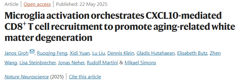  小膠質(zhì)細(xì)胞激活調(diào)控CXCL10介導(dǎo)的CD8+ T細(xì)胞募集，促進(jìn)衰老相關(guān)白質(zhì)變性