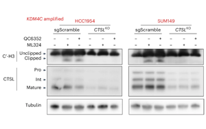 KDM4C抑制通過(guò)促進(jìn)組織蛋白酶L介導(dǎo)的組蛋白H3剪切抑制基底型乳腺癌腫瘤生長(zhǎng)