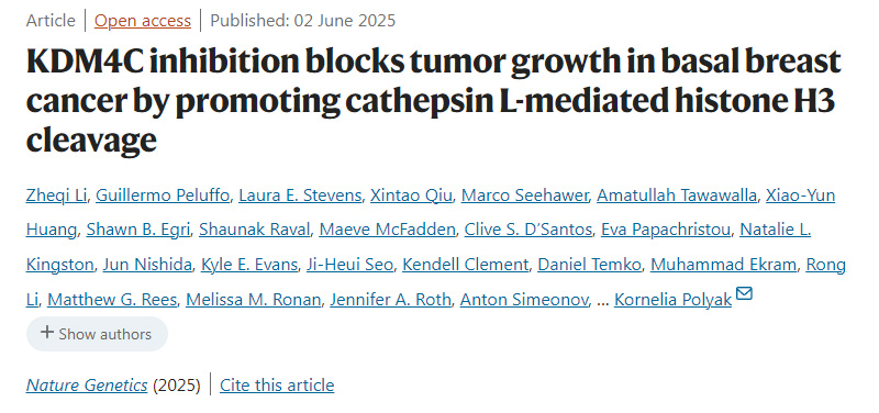 抑制 KDM4C 可通過促進(jìn)組織蛋白酶 L 介導(dǎo)的組蛋白 H3 剪切來阻斷基底型乳腺癌的腫瘤生長(zhǎng)。
